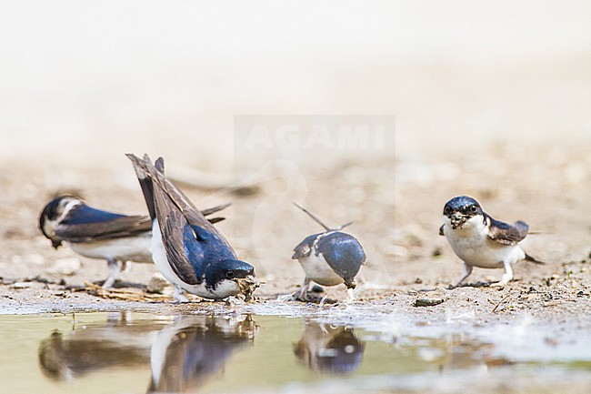 Huiszwaluw, Common House Martin, Delichon urbicum flock gathering mud for their nests stock-image by Agami/Menno van Duijn,