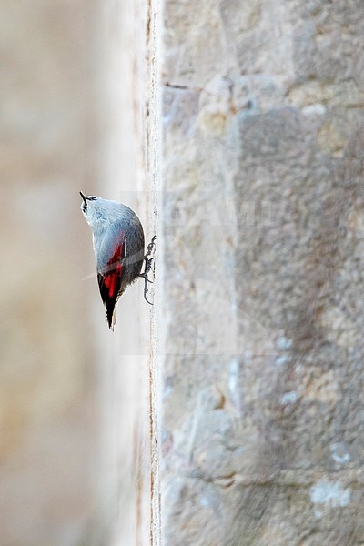 Wallcreeper (Tichodroma muraria), perched on a wall in a Castle. Miravet, Tarragona in Spain. stock-image by Agami/Rafael Armada,