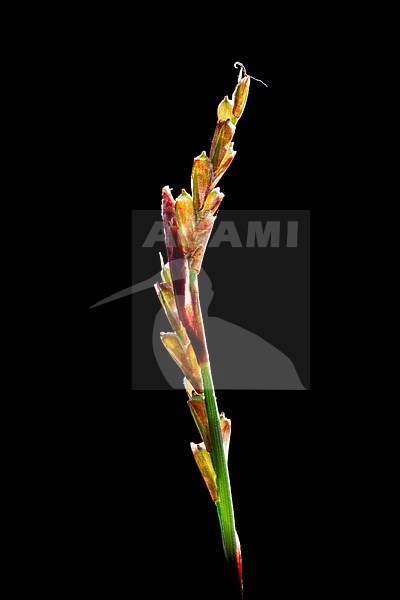 Fingered Sedge, Carex digitata stock-image by Agami/Wil Leurs,