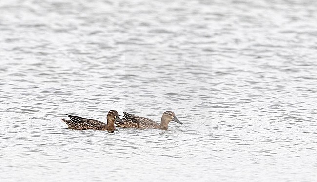 Juvenile Garganey (Anas querquedula) swimming in a local lake in the Netherlands during late summer. stock-image by Agami/Edwin Winkel,