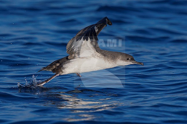 Yelkouan Shearwater (Puffinus yelkouan), side view of an individual taking off from the sea in Italy stock-image by Agami/Saverio Gatto,