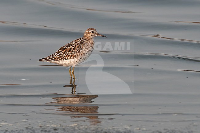 Sharp-tailed Sandpiper (Calidris acuminata), side view of adult bird in breeding plumage stock-image by Agami/Kari Eischer,