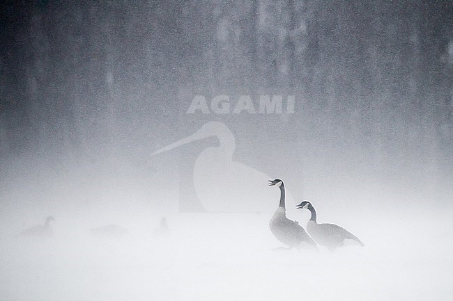 Canadese Gans, Greater Canada Goose, Branta canadensis pair showing aggression to other gees in snow blizzard stock-image by Agami/Menno van Duijn,