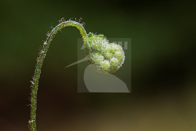 Beech Fern, Phegopteris connectilis stock-image by Agami/Wil Leurs,