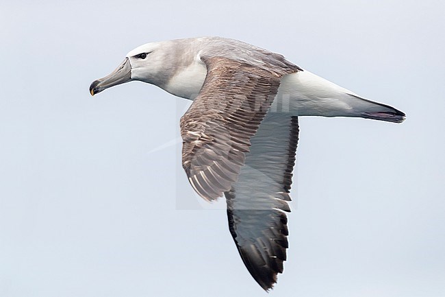 Shy Albatross (Thalassarche cauta), side view of a juvenile in flight, Western Cape, South Africa stock-image by Agami/Saverio Gatto,