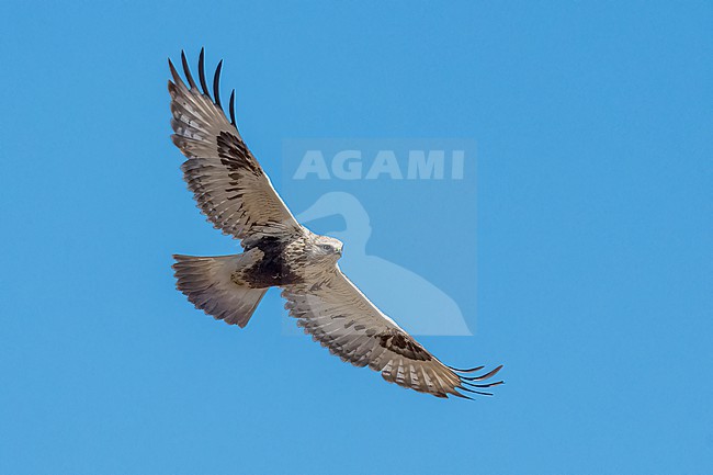 Adult (light morph)
Mackinac Co., MI
April 2025 stock-image by Agami/Brian E Small,