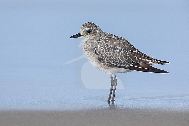 Grey Plover (Pluvialis squatarola), side view of an adult standing on the shore, Campania, Italy stock-image by Agami/Saverio Gatto,