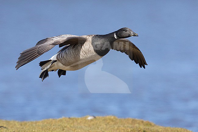 Brant Goose (Branta bernicla hrota), adult in flight, Capital Region, Iceland stock-image by Agami/Saverio Gatto,