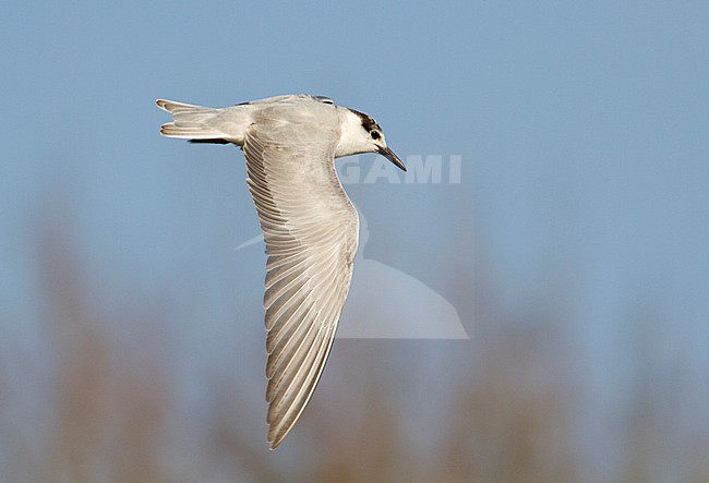  stock-image by Agami/Karel Mauer,