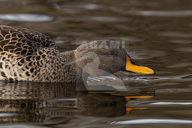 Hybrid duck from Hybrid, Indian spot-billed duck (Anas poecilorhyncha) and Yellow-billed duck (Anas undulata) swimming from lateral view with mirror image stock-image by Agami/Mathias Putze,