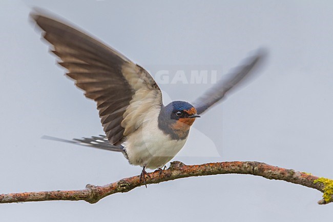 Rondine; Barn Swallow; Hirundo rustica stock-image by Agami/Daniele Occhiato,