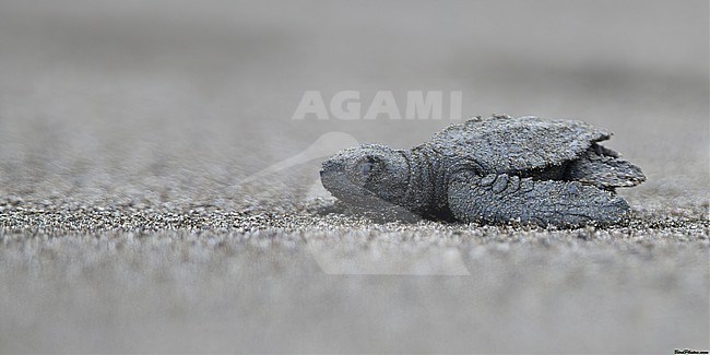 Olive Ridley Sea Turtle (Lepidochelys olivacea) crawling to the ocean at Bahia Solano, Choco, Colombia.  The ecohotel which released the turtles gave me the ID. stock-image by Agami/Tom Friedel,