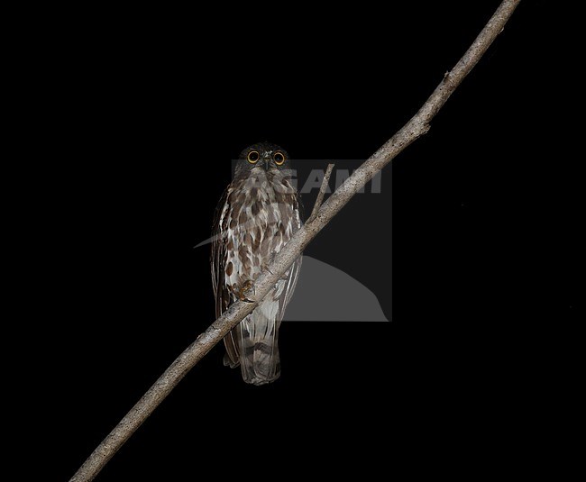 Northern Boobook (Ninox japonica) at night perched stock-image by Agami/James Eaton,