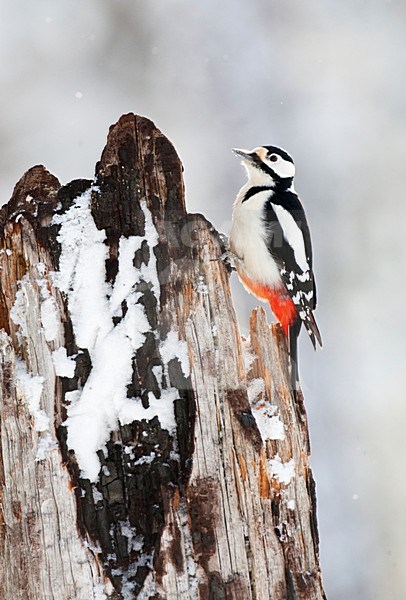 Grote Bonte Specht, Great Spotted Woodpecker, Dendrocopos major stock-image by Agami/Marc Guyt,