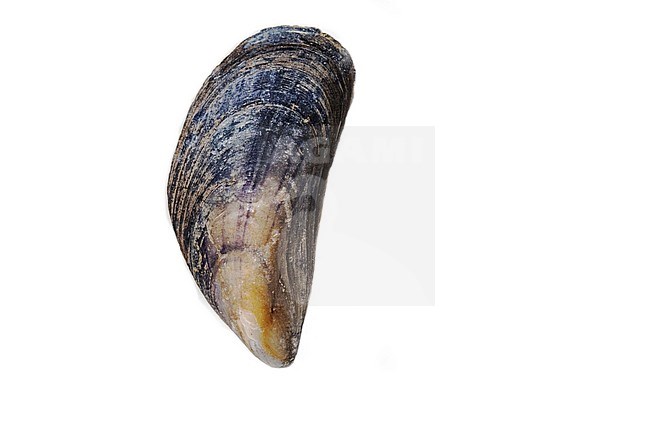 Common mussel, Mytilus edulis stock-image by Agami/Wil Leurs,