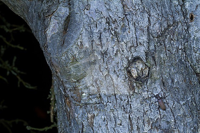 Megopis scabricornis - Körnerbock, Germany, imago, male stock-image by Agami/Ralph Martin,