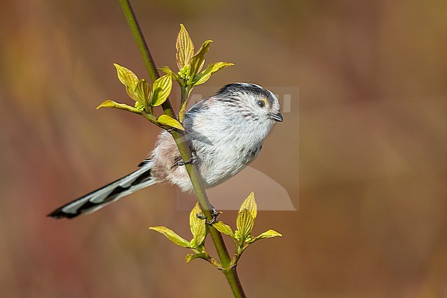 Long-tailed Tit  (Aegithalos caudatus europaeus) perched on a bush in Neder-over-Hembeek, Brussels, Brabant, Belgium. stock-image by Agami/Vincent Legrand,