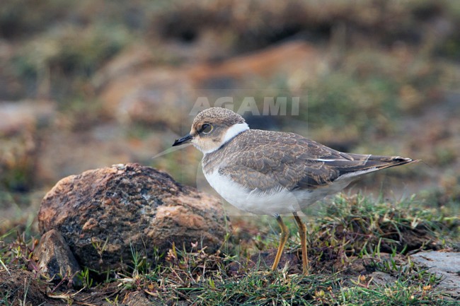 Eerste-winter Kleine Plevier; First-winter Little Ringed Plover stock-image by Agami/Jari Peltomäki,