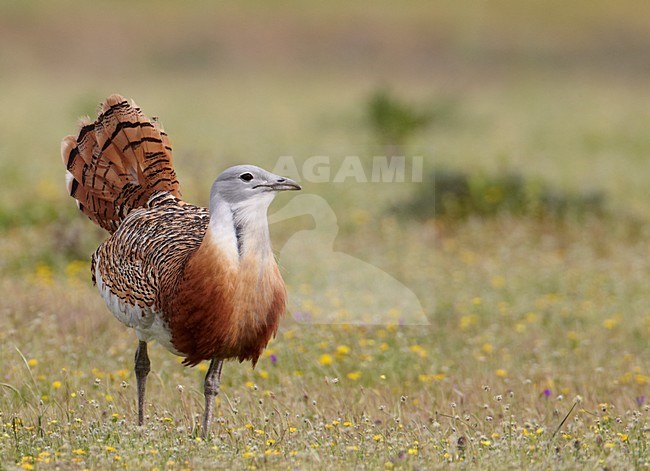 Mannetje Grote trap; Male Great Bustard stock-image by Agami/Markus Varesvuo,