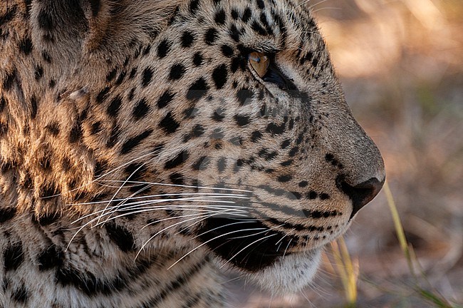 Close up portrait of a leopard, Panthera pardus. Linyanti, Botswana. stock-image by Agami/Sergio Pitamitz,