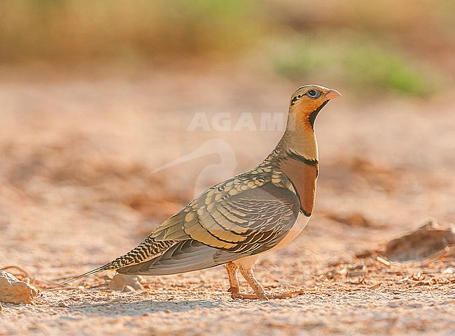 Male Pin-tailed Sandgrouse (Pterocles alchata) in steppes near Belchite in Spain. stock-image by Agami/Marc Guyt,