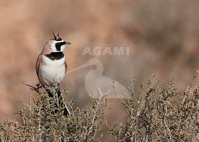 Temminck's Strandleeuwerik zittend, Temminck's Lark perched stock-image by Agami/Markus Varesvuo,