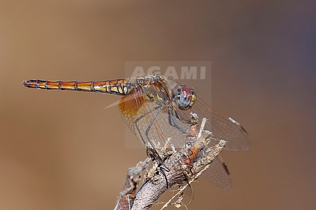 Vrouwtje Purperlibel, Female Trithemis annulata stock-image by Agami/Wil Leurs,