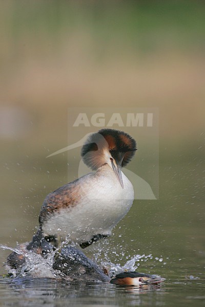 Futen parend; Great Crested Grebes mating stock-image by Agami/Menno van Duijn,