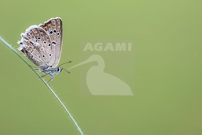 Female Meleager's Blue stock-image by Agami/Wil Leurs,
