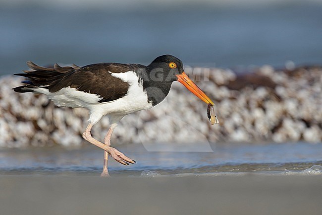 Adult American Oystercatcher, Haematopus palliatus) walking on the beach with food in its beak.
Galveston Co., Texas, USA. stock-image by Agami/Brian E Small,