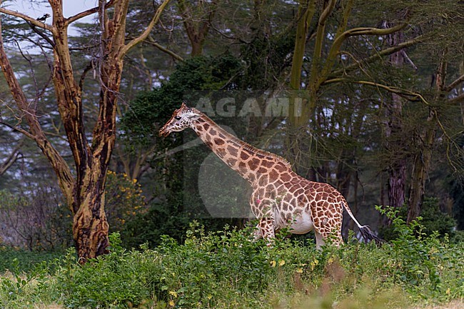 A Giraffe, Giraffa camelopardalis, with a dart in the left leg. Lake Nakuru National Park, Kenya, Africa. stock-image by Agami/Sergio Pitamitz,