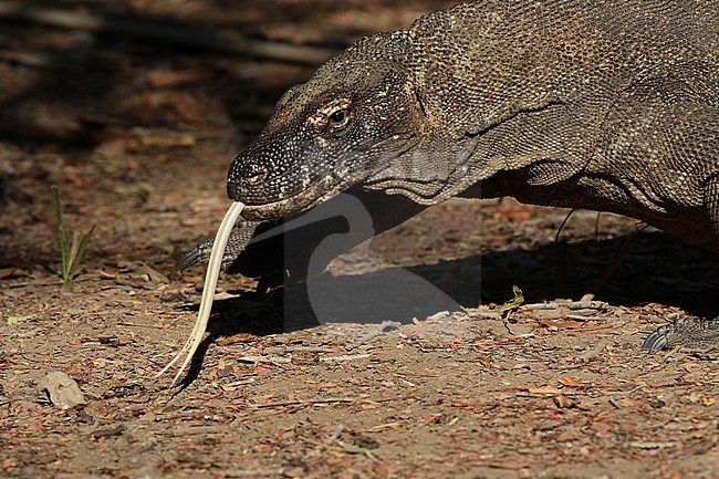 Komodo Dragon (Varanus komodoensis) showing it's tongue stock-image by Agami/James Eaton,