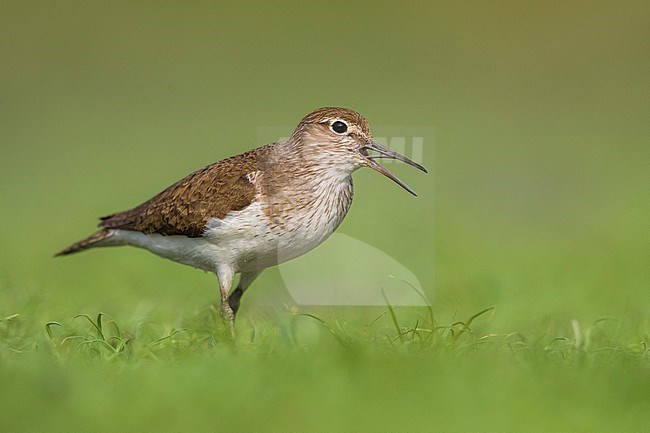 Oeverloper; Common Sandpiper; Actitis hypoleucos stock-image by Agami/Daniele Occhiato,