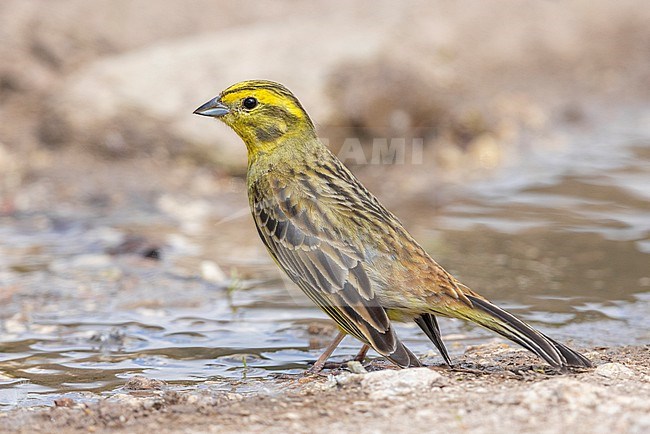 Yellowhammer (Emberiza citrinella), side view of an adult male standing in a puddle, Abruzzo, Italy stock-image by Agami/Saverio Gatto,