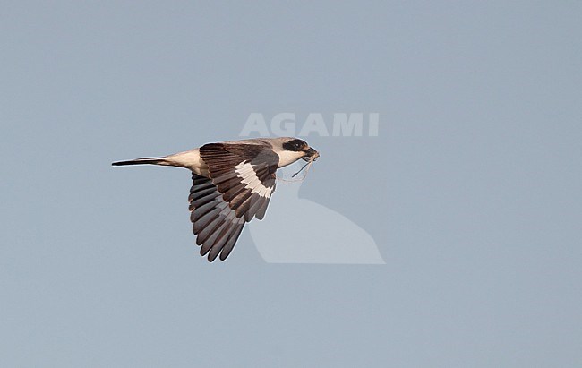 Lesser Grey Shrike (Lanius minor) in flight at Kiskunsaq, Hungary. With nest material in its beak. stock-image by Agami/Helge Sorensen,