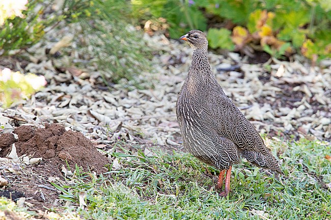 Cape Spurfowl (Pternistis capensis), side view of an adult female standing on the ground, Western Cape, South Africa stock-image by Agami/Saverio Gatto,