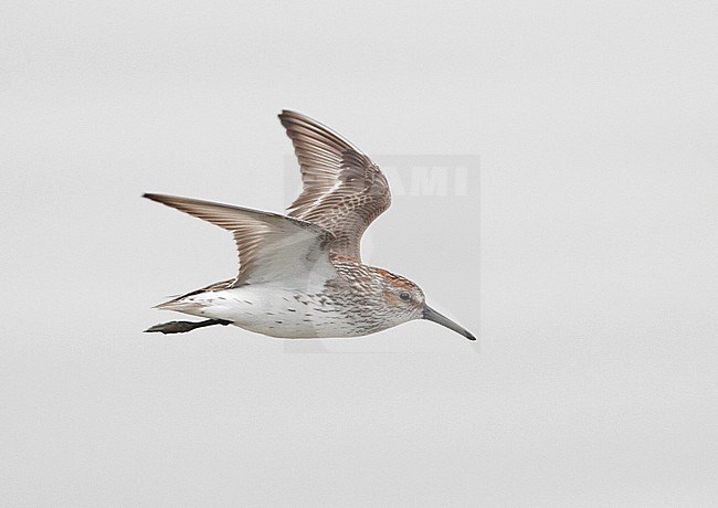 Volwassen Alaskastrandloper, Adult Western Sandpiper stock-image by Agami/Mike Danzenbaker,
