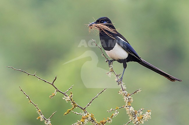 Maghreb Magpie (Pica mauritanica) perched with nesting material stock-image by Agami/Daniele Occhiato,