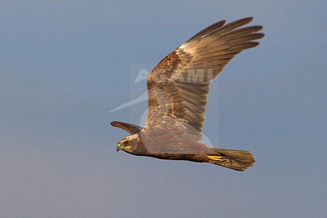 Bruine Kiekendief;  Marsh Harrier stock-image by Agami/Daniele Occhiato,