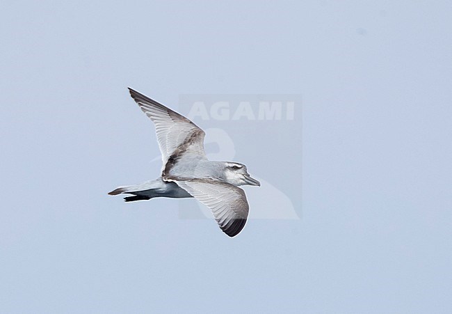 Broad-billed Prion (Pachyptila vittata) flying near The Snares, New Zealand stock-image by Agami/Marc Guyt,