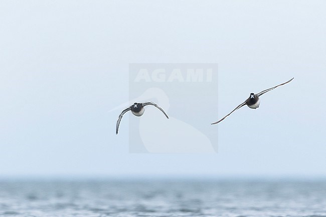 Greater Scaup - Bergente - Aythya marila ssp. marila, Germany (Mecklenburg-Vorpommern), adult, male stock-image by Agami/Ralph Martin,