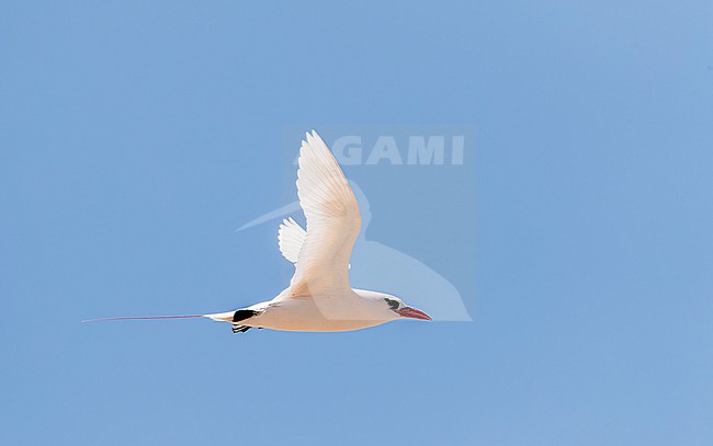 Red-tailed Tropicbird (Phaethon rubric) on Nosy Ve island off west coast of Madagascar. stock-image by Agami/Marc Guyt,