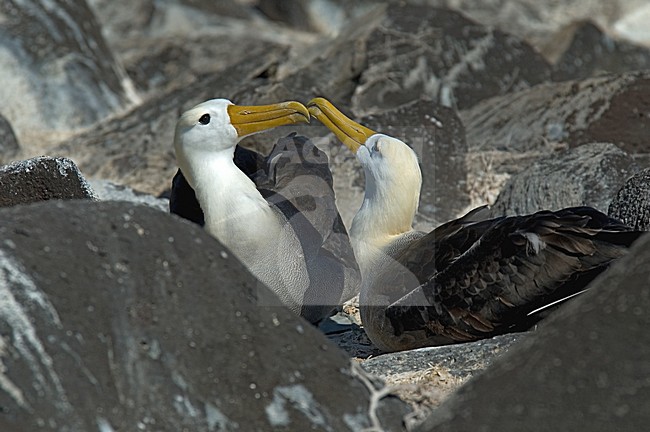 Waved Albatross displaying; GalÃ¡pagosalbatros baltsend stock-image by Agami/Roy de Haas,