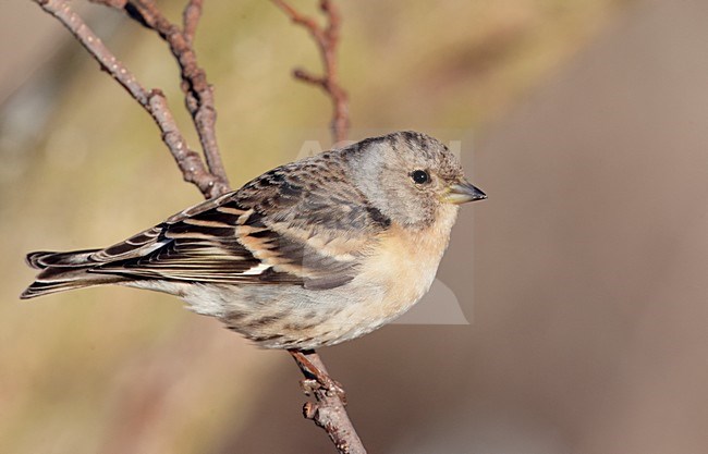 Vrouwtje Keep; Feamle Brambling stock-image by Agami/Markus Varesvuo,