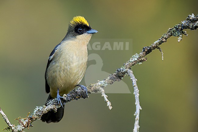 Black-goggled Tanager (Trichothraupis melanops) perched on a branch in the Atlantic Rainforest of Brazil. stock-image by Agami/Glenn Bartley,