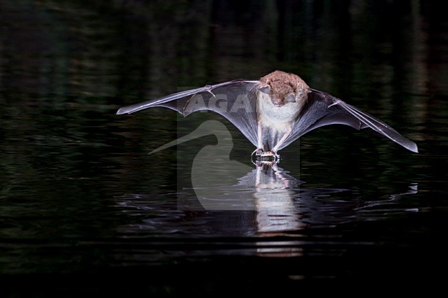 Watervleermuis jagend boven water; Daubentons bat hunting near water stock-image by Agami/Theo Douma,