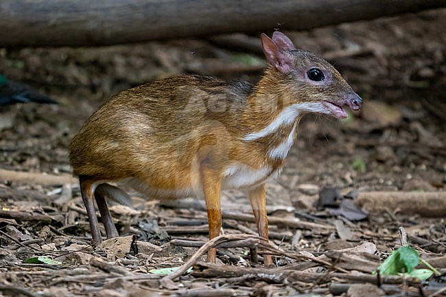 Mouse deer, Tragulus kanchil stock-image by Agami/Hans Germeraad,