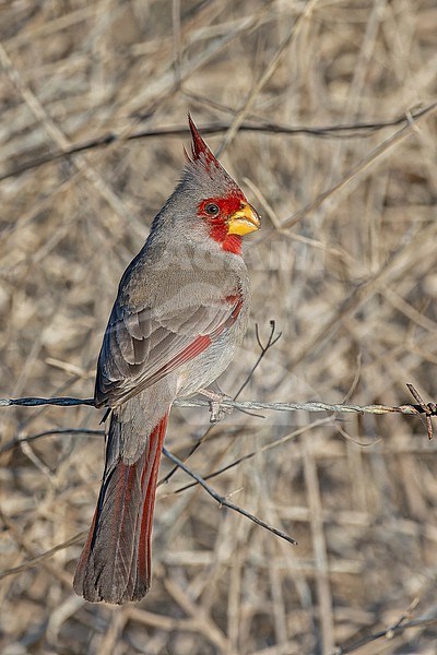 Pyrrhuloxia, Cardinalis sinuatus, in Mexico. Also known as Desert Cardinal. stock-image by Agami/Pete Morris,