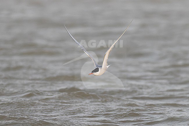Common Tern (Sterna hirundo) in adult plumage in flight. stock-image by Agami/David Monticelli,