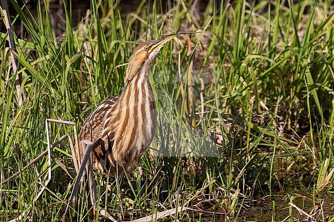 An American Bittern in a rare wide open position getting ready to strike for its prey at Colony Farm near the city of Vancouver, British Colombia, Canada. stock-image by Agami/Jacob Garvelink,